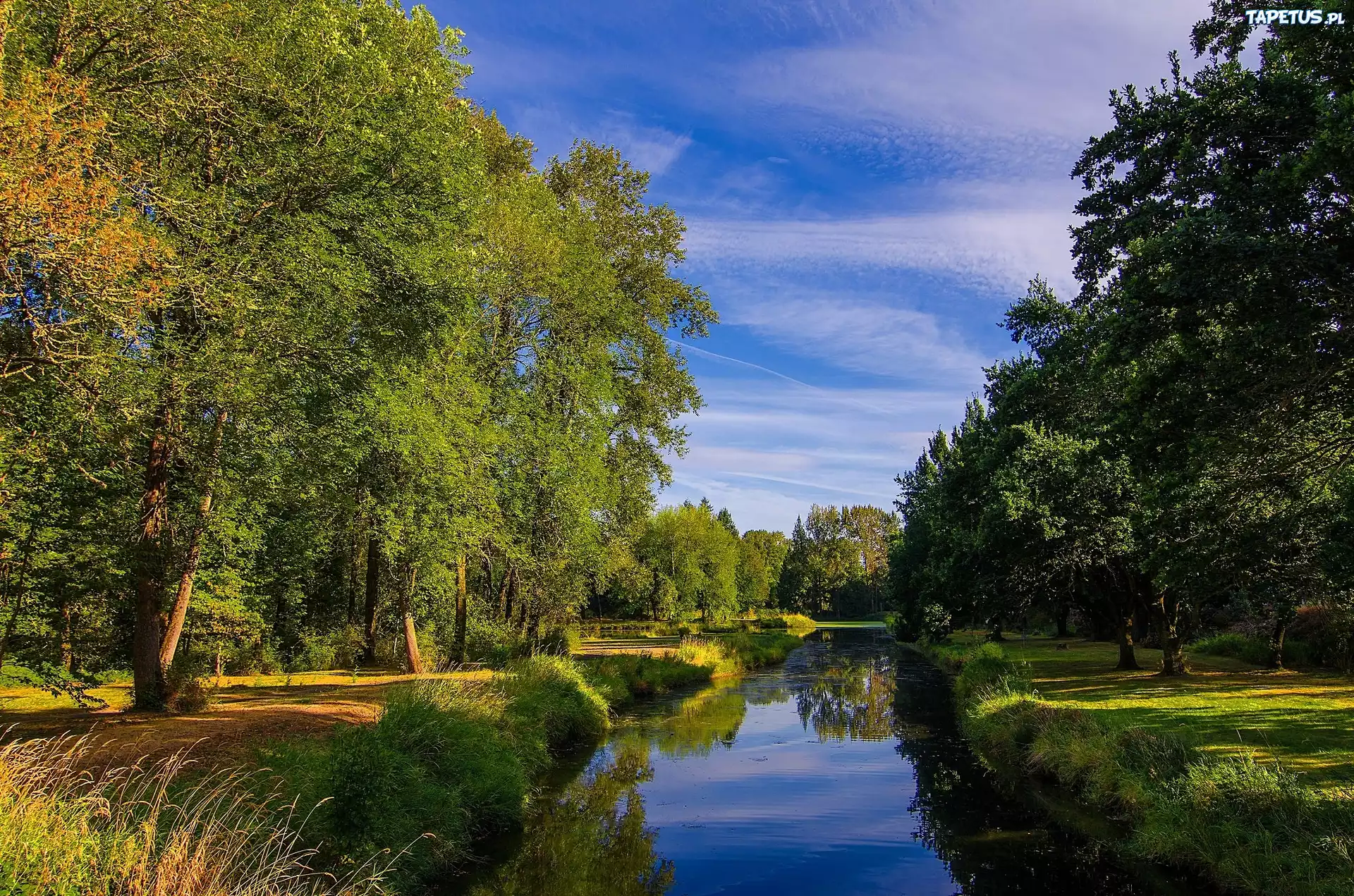 Lato, Park, Rzeka, Zieleń