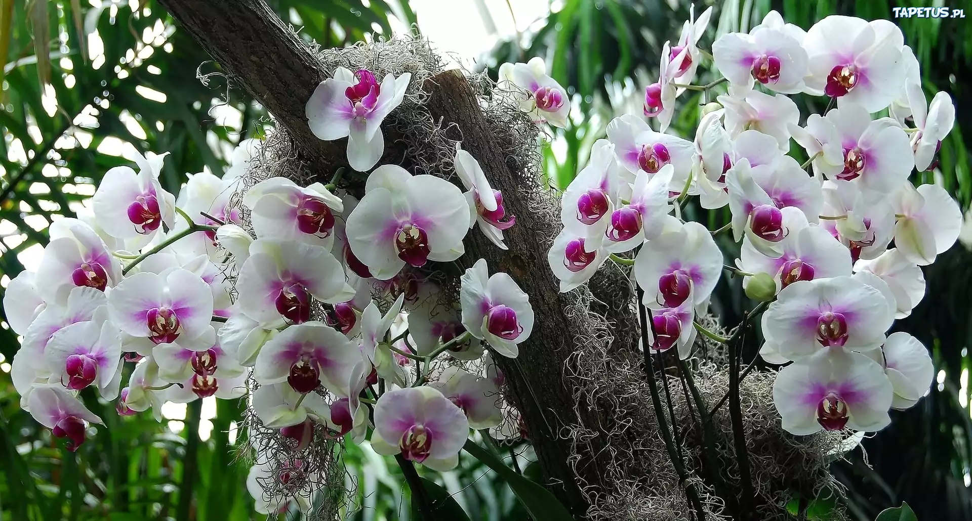 Biało, Różowy, Storczyk, Orchidea