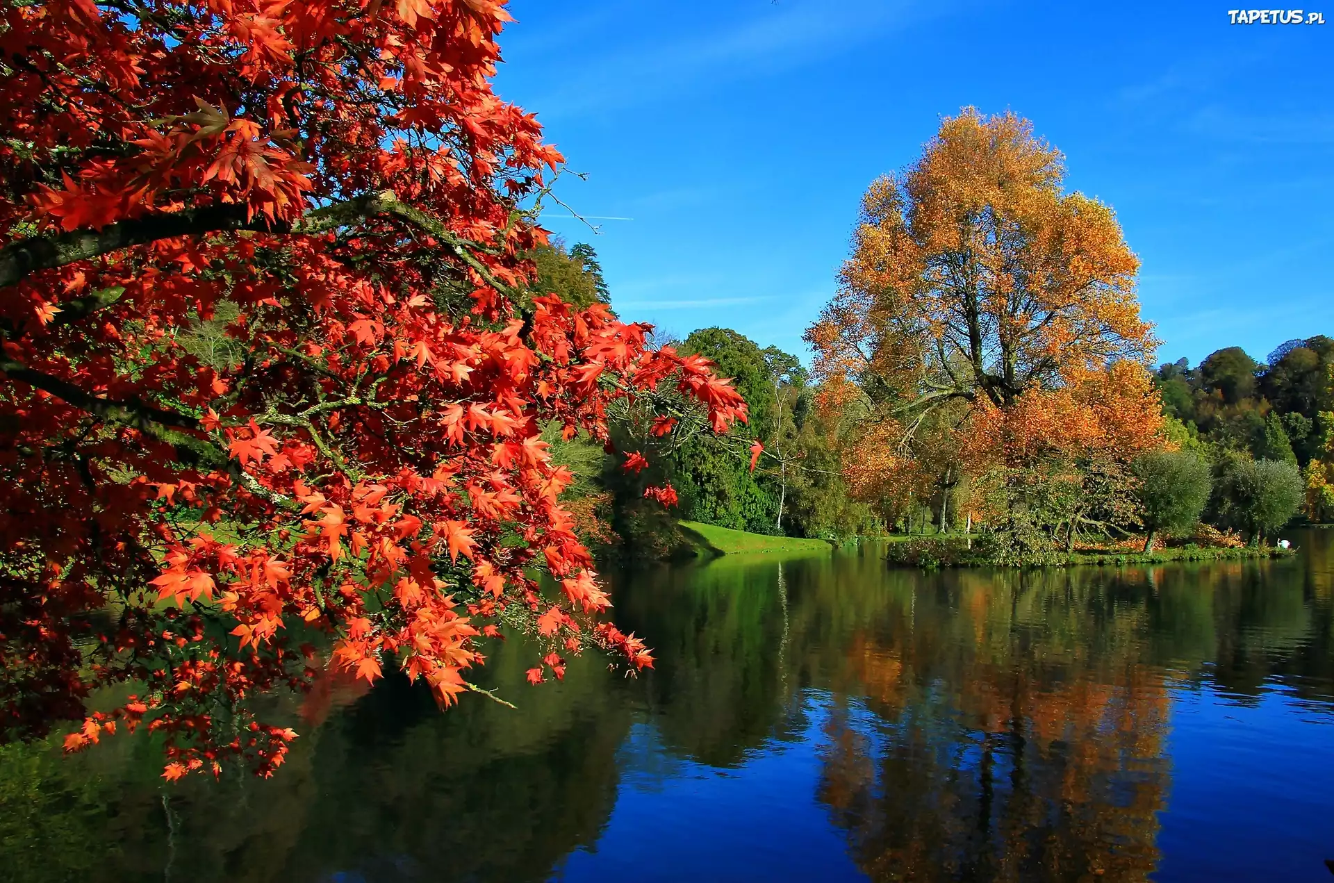 Park, Staw, Jesień, Kolorowe Drzewa