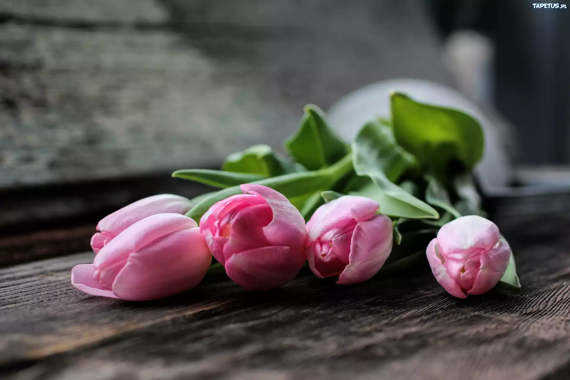 тюльпаны нежность сердце бесплатно