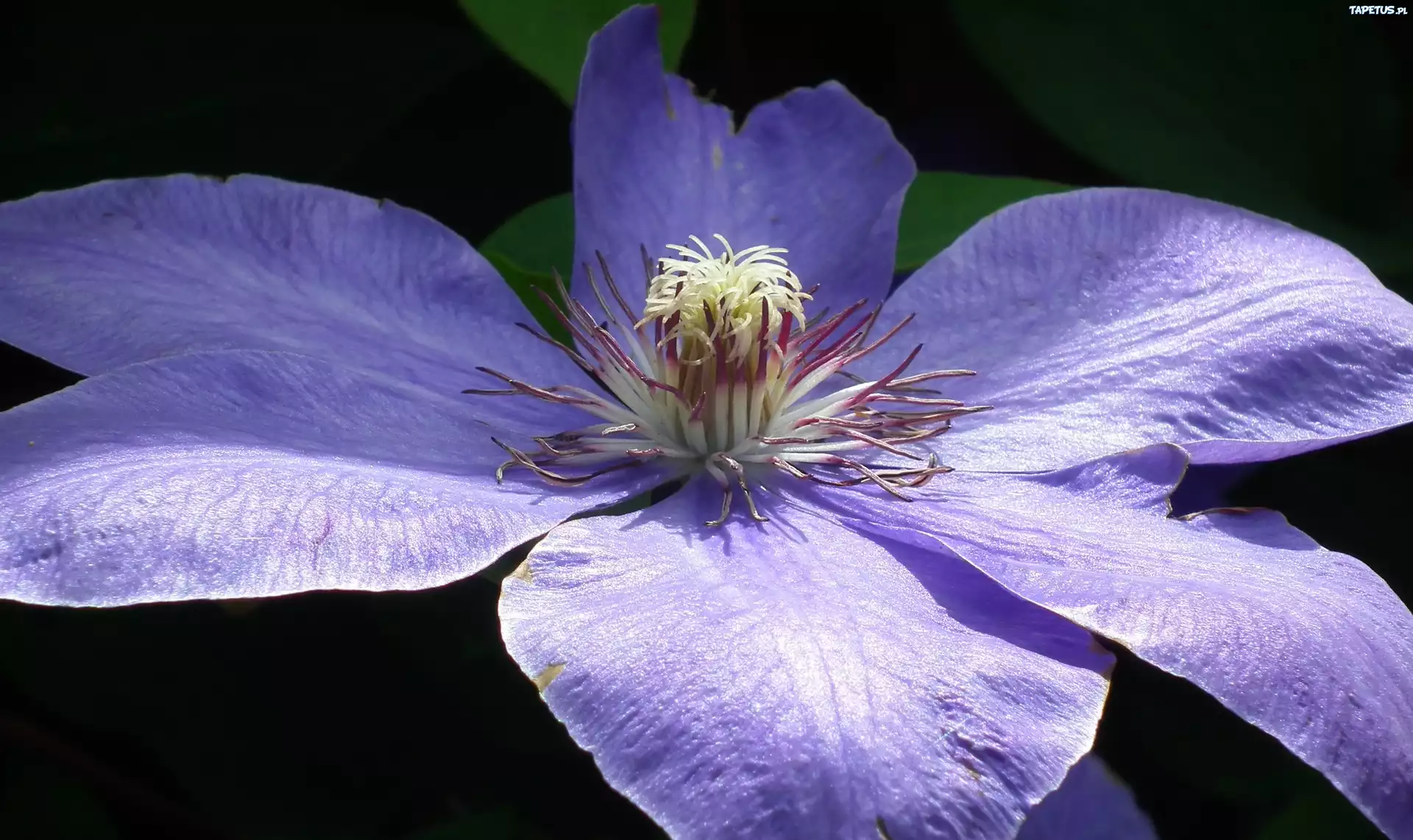 Przyroda, Kwiat, Clematis