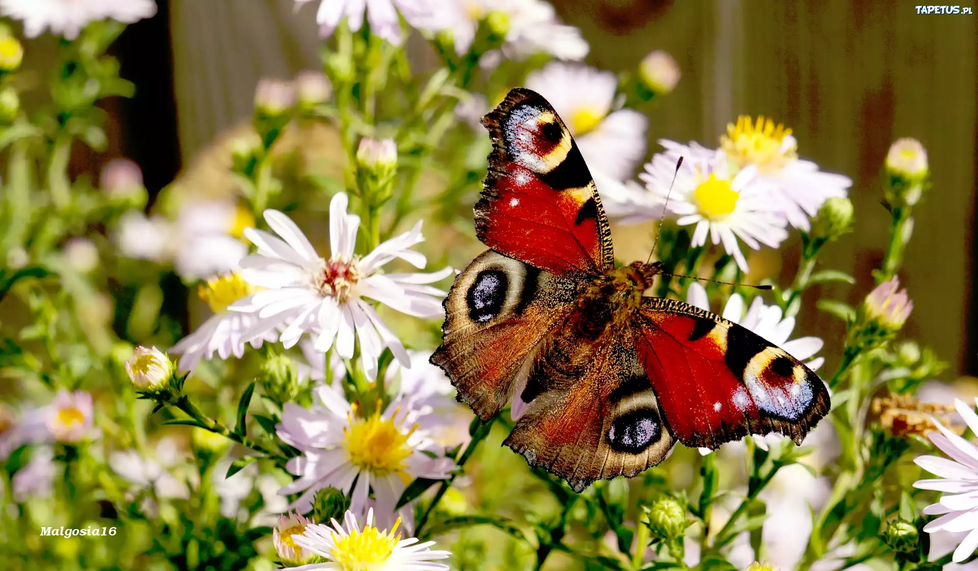 Kwiaty, Astry, Kolorowy, Motyl
