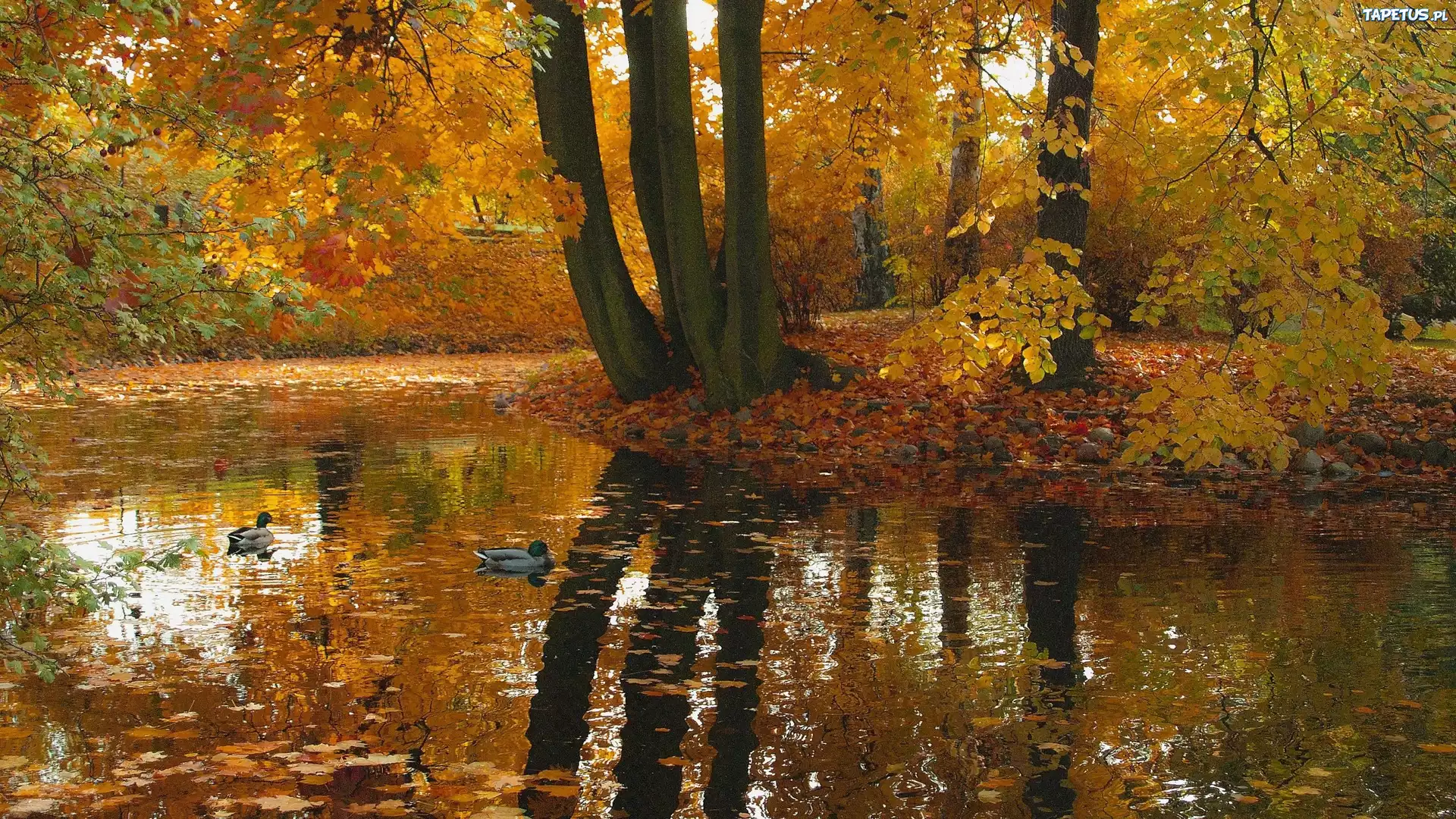 Jesień, Odbicie, Drzewa, Kaczki, Staw