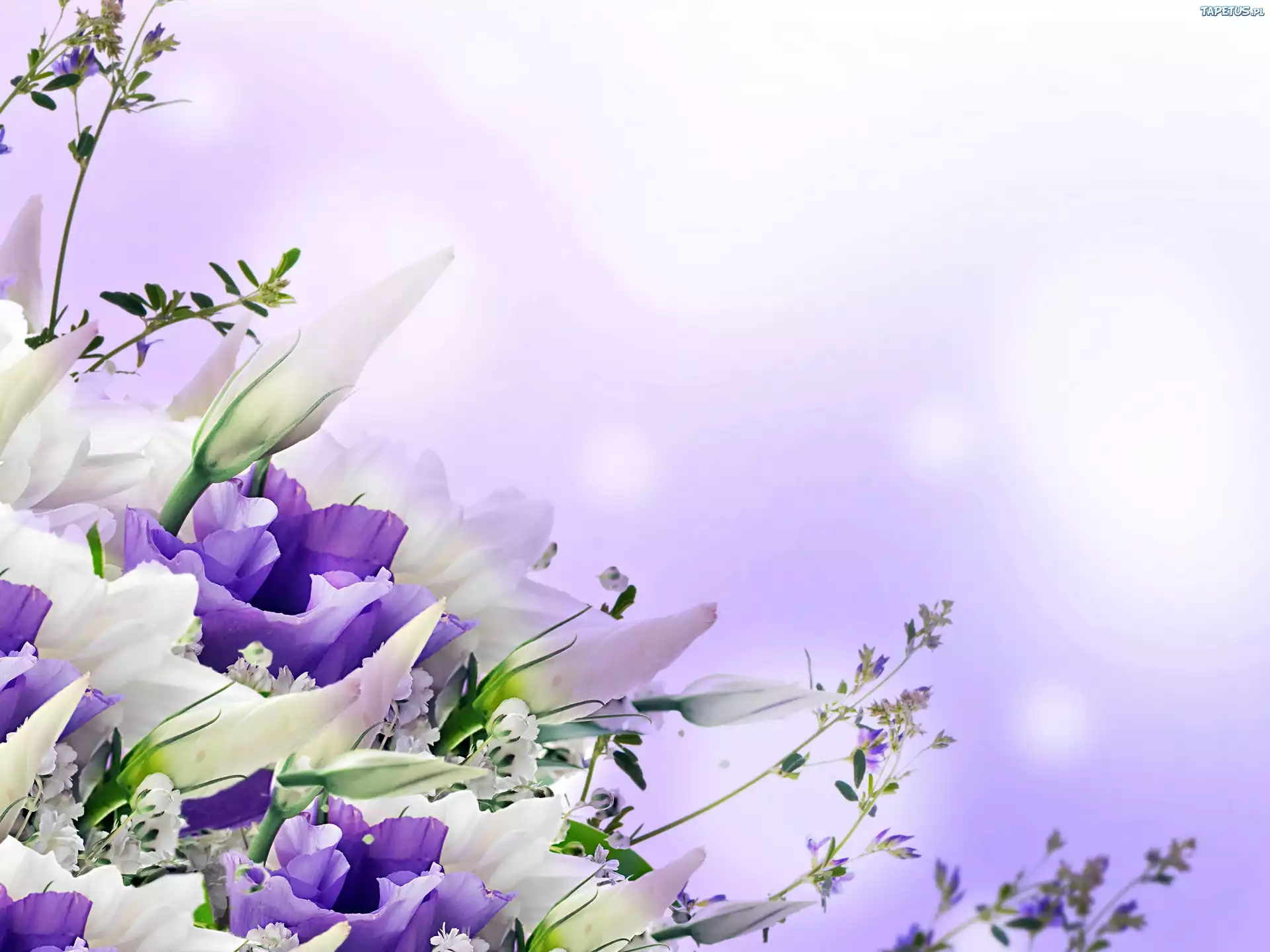 Eustoma, Biało, Liliowa