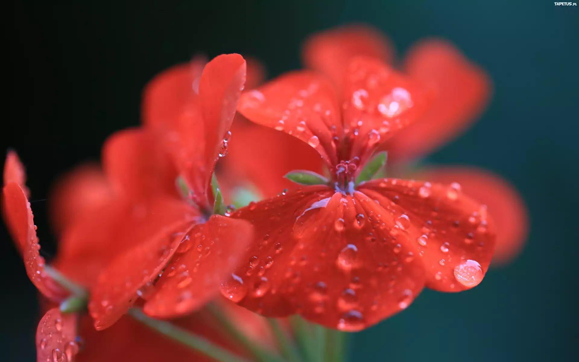 природа цветы красные nature flowers red загрузить