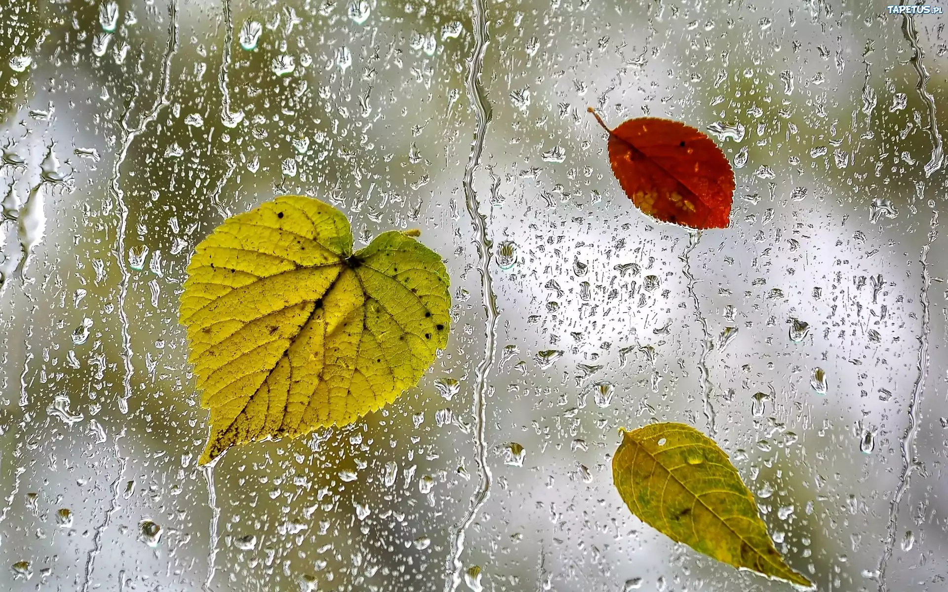 Капли о былом. Осень дождь. Осеннее окно дождь. Листья на окна. Осенний лист на стекле.