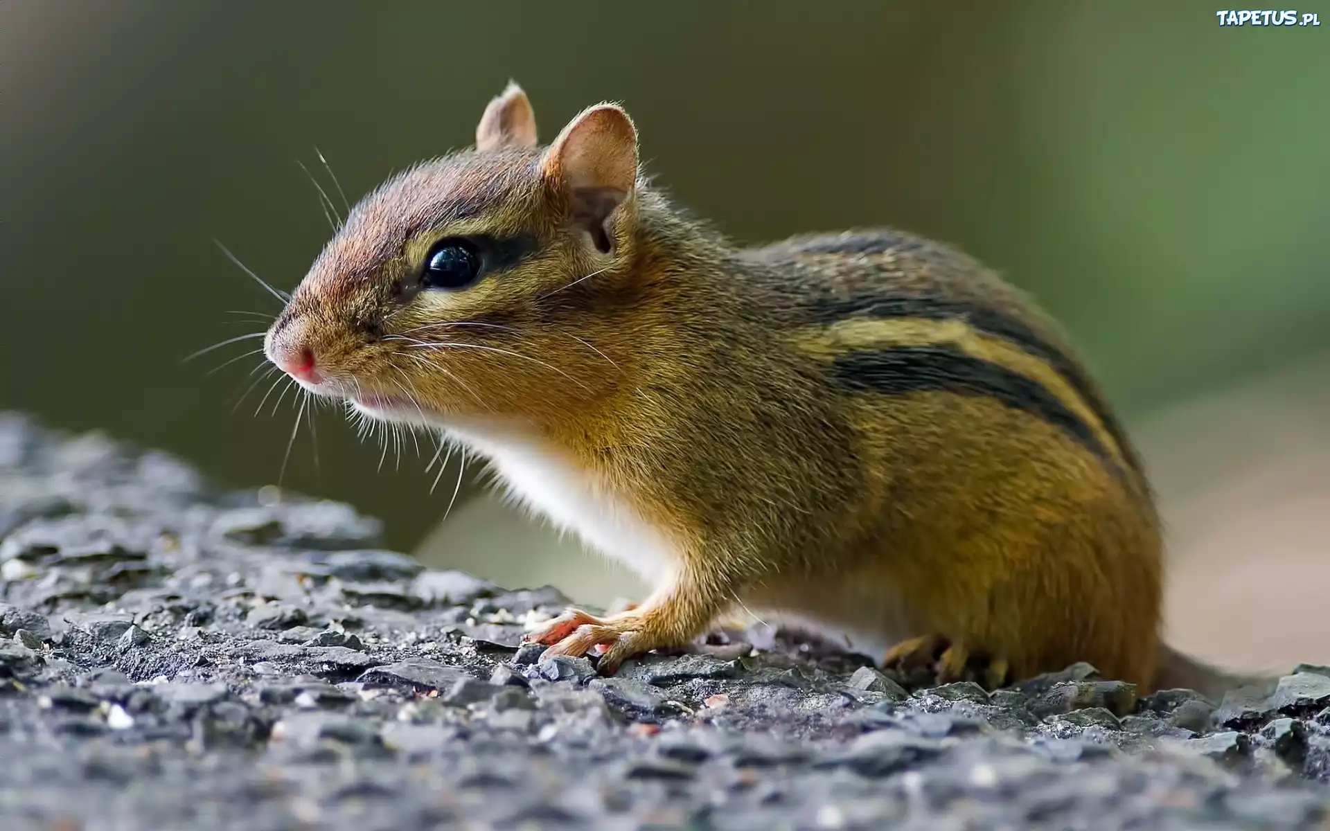 Chipmunk, Wiewiórka, Ziemna, Skała
