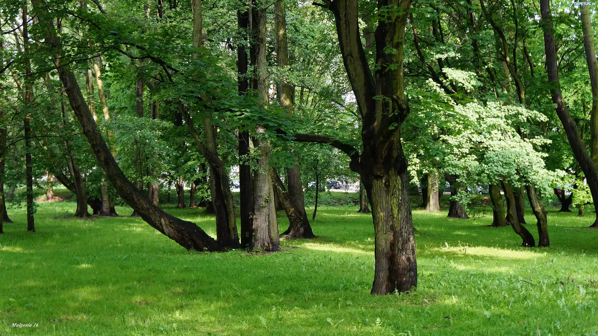 Park, Drzewa, Trawnik, Zieleń