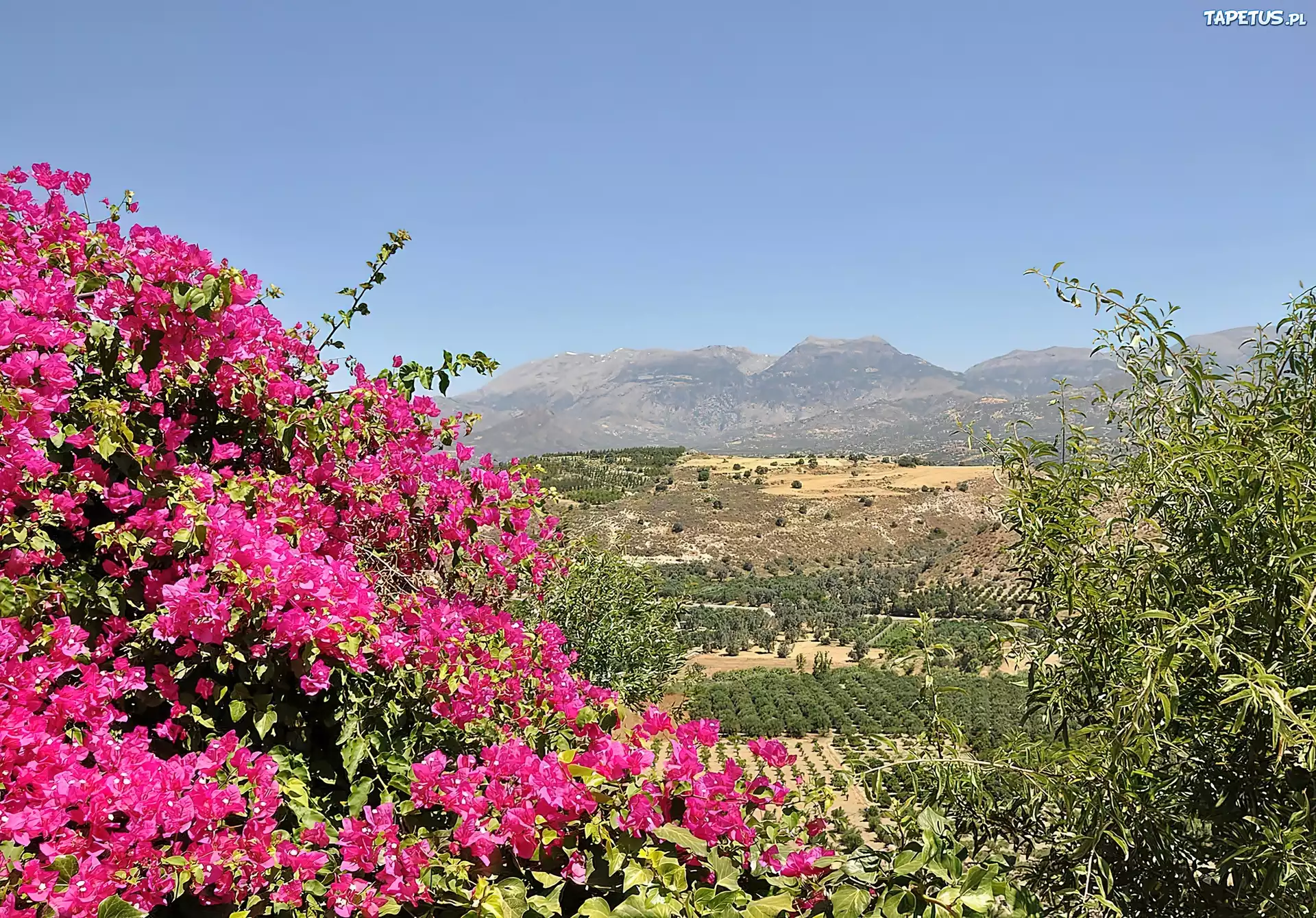 Kreta, Góry, Pola, Kwitnąca, Bugenwilla