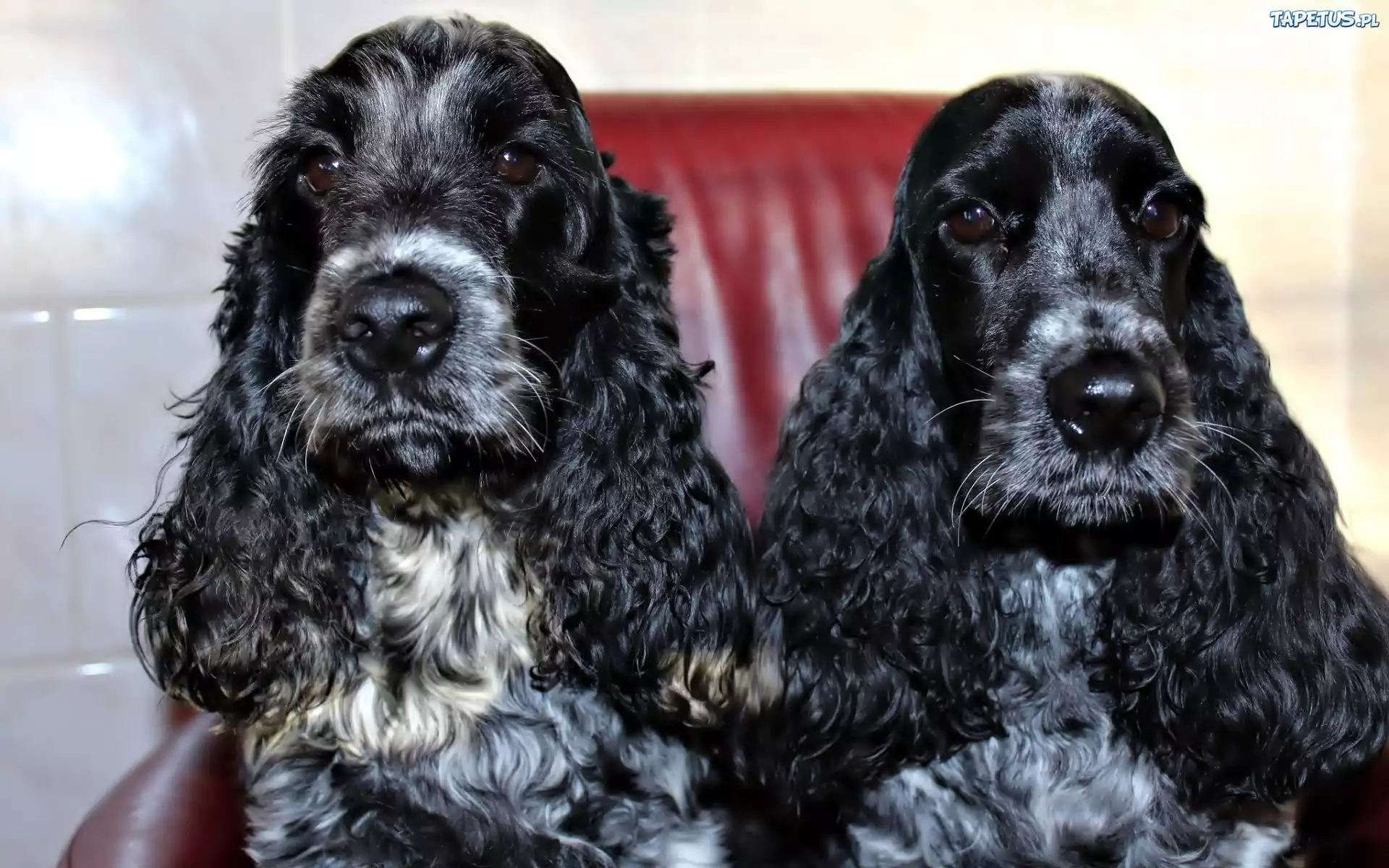 Dwa, Czarne, Psy, Spaniel