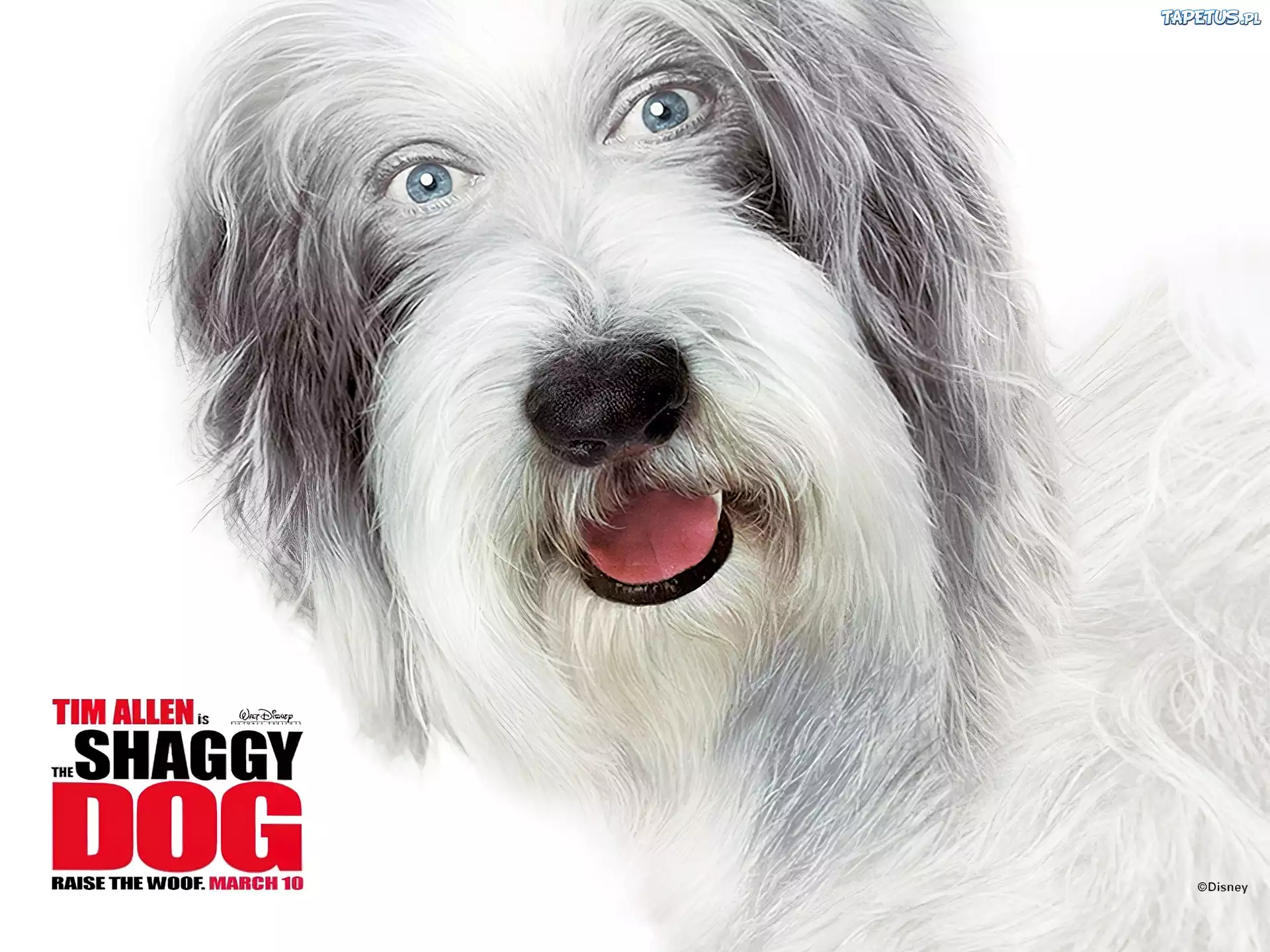 The Shaggy Dog, pies, pysk, napis