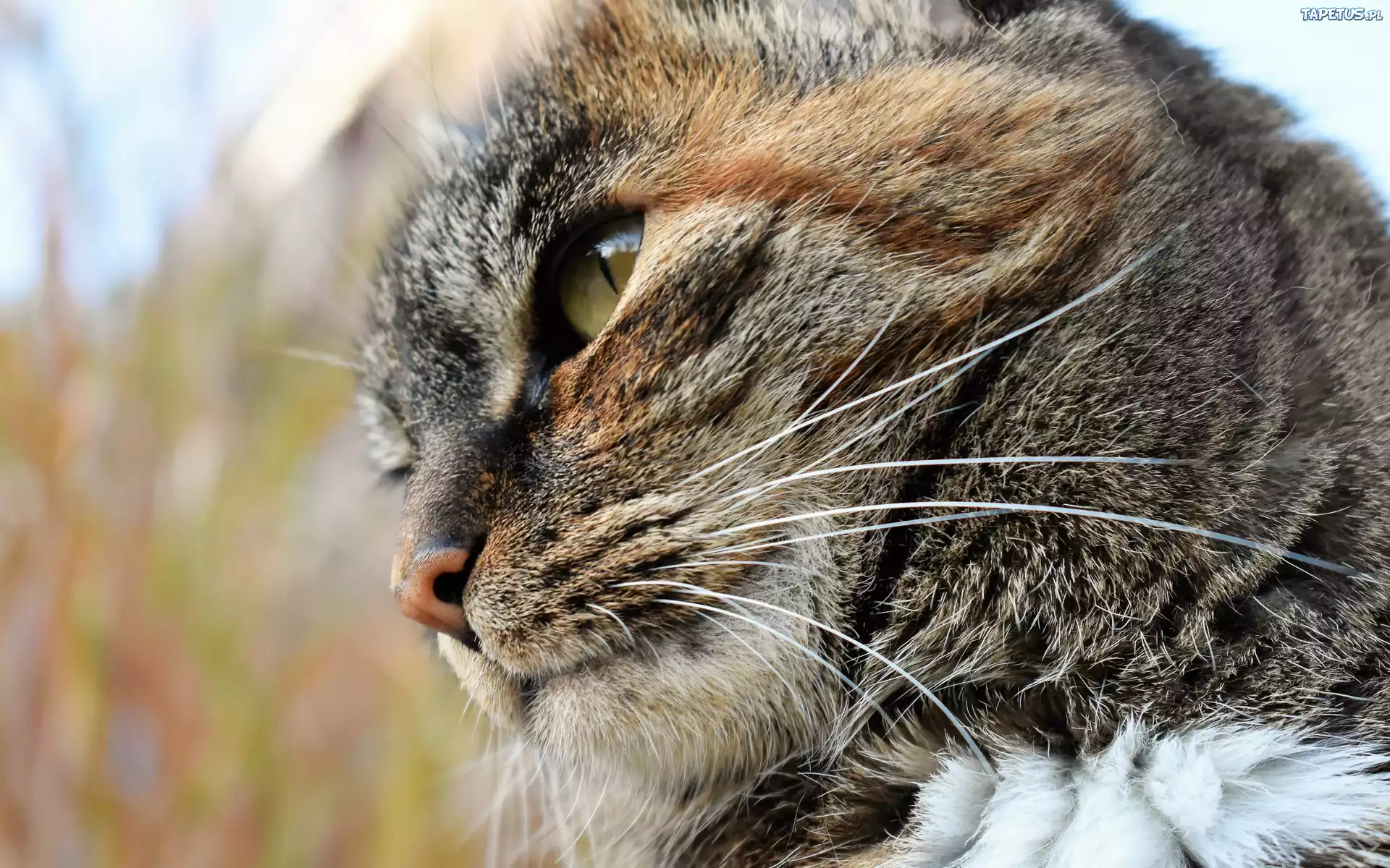 кот взгляд cat view загрузить