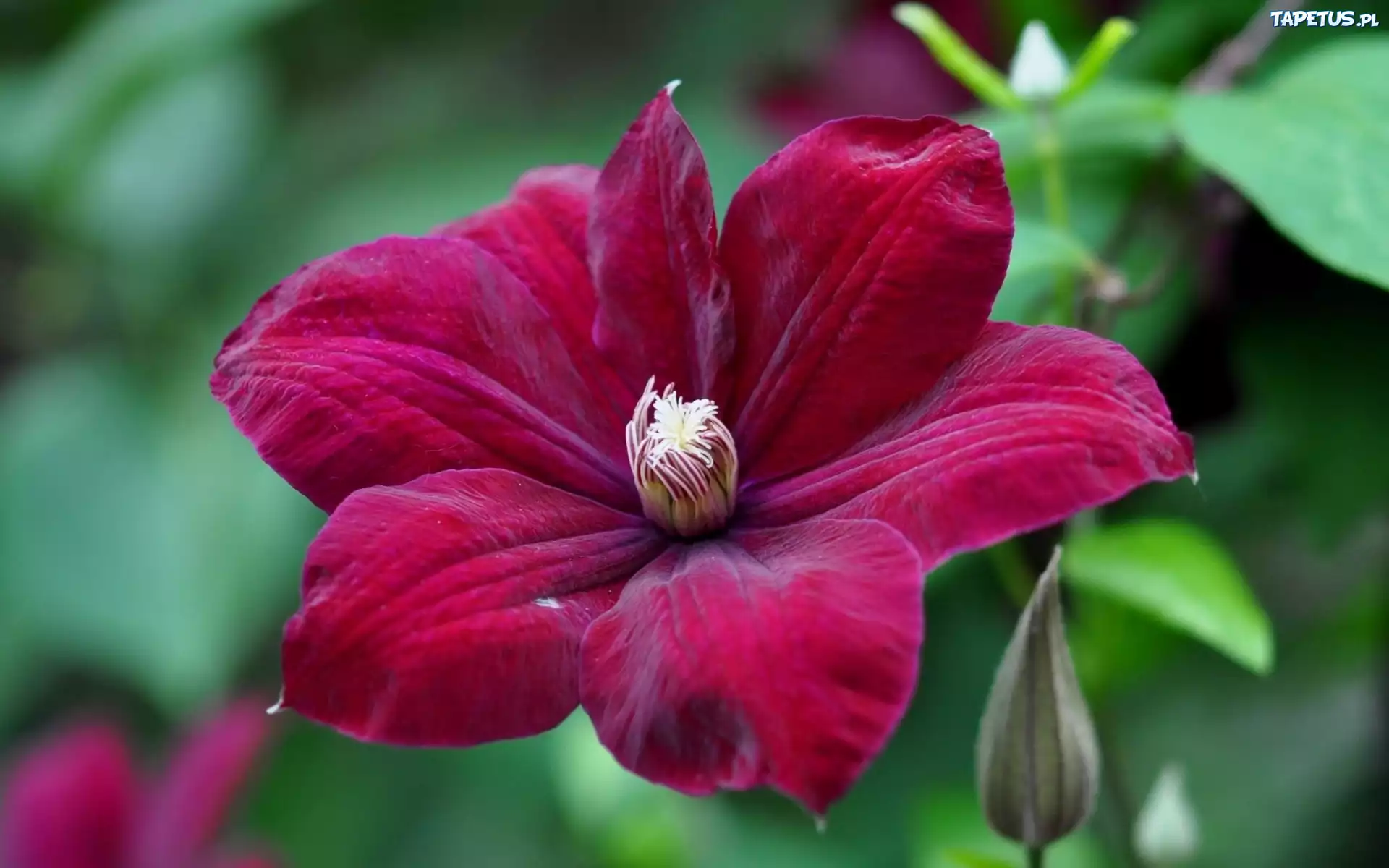 Bordowy, Clematis