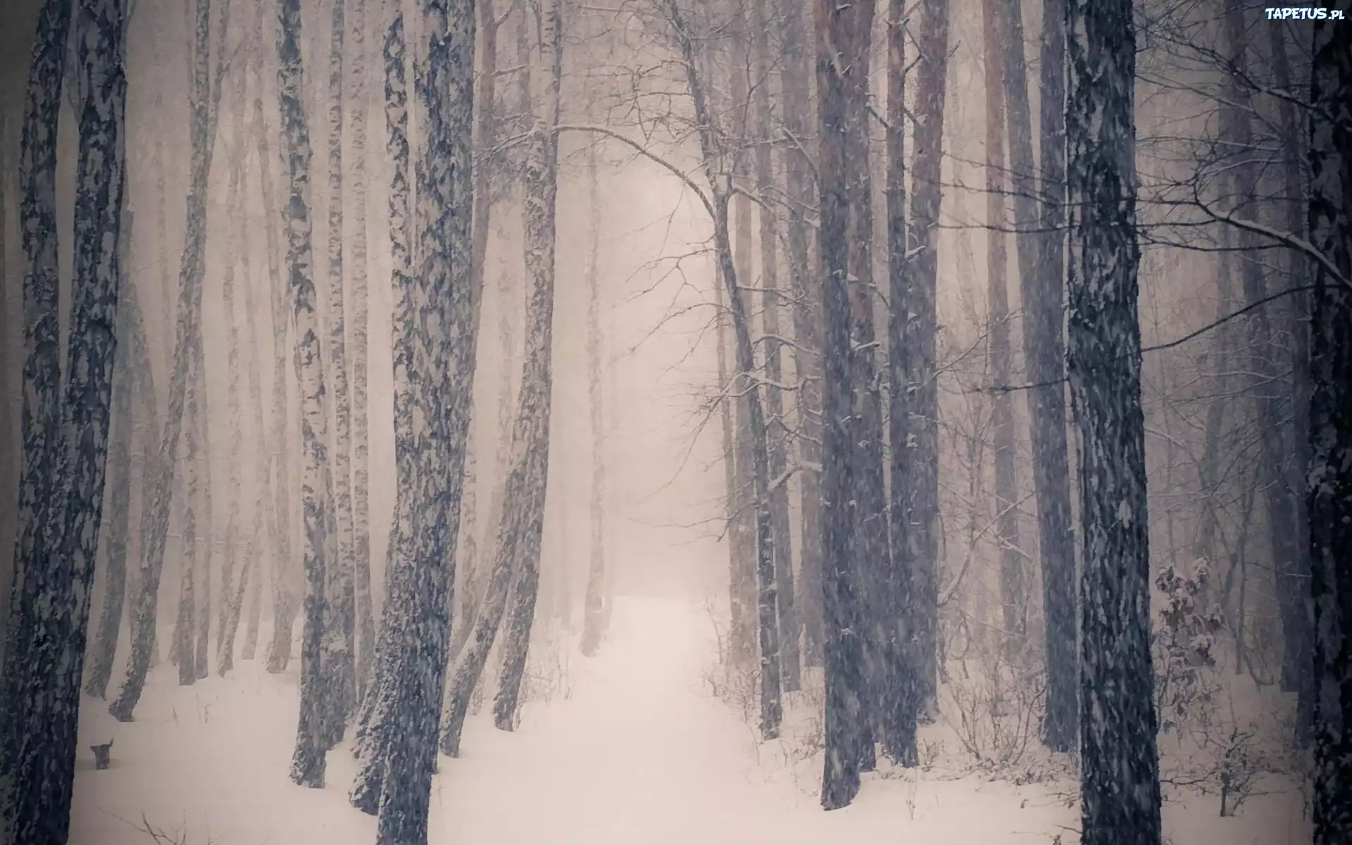 Zima, Śnieg, Las, Drzewa