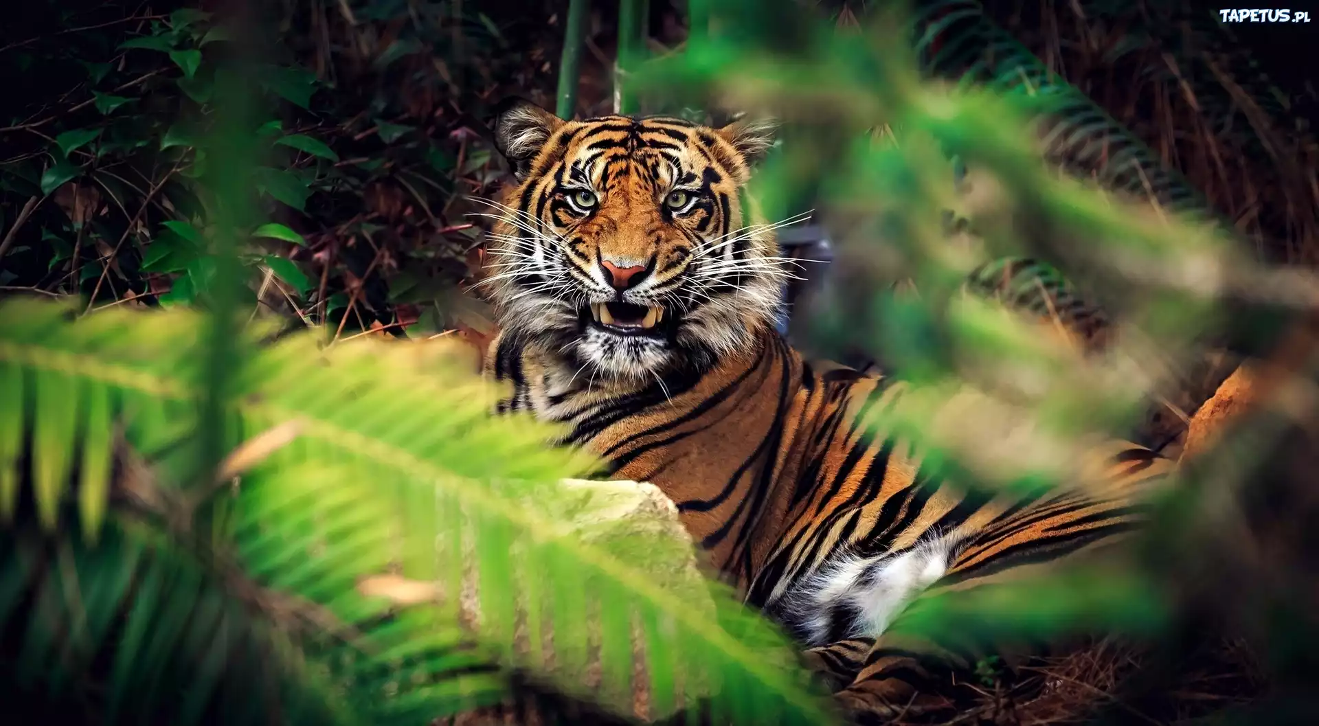 тигр лес без смс