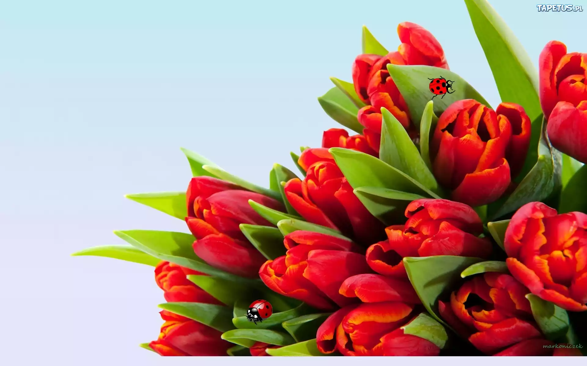 Tulipany, Czerwone, Biedronki