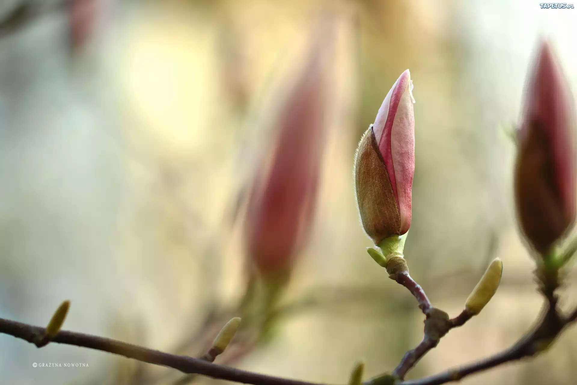 Różowa, Magnolia, Krzew, Pąki