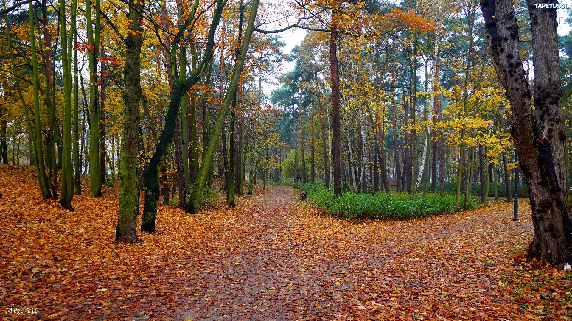 Jesień, Park, Droga, Alejki, Drzewa