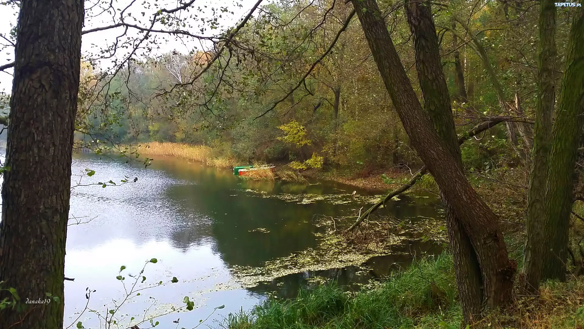 Jezioro, Jesień, Drzewa