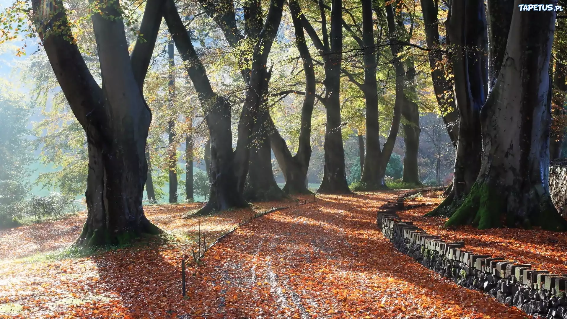 Park, Droga, Drzewa, Liście, Jesień
