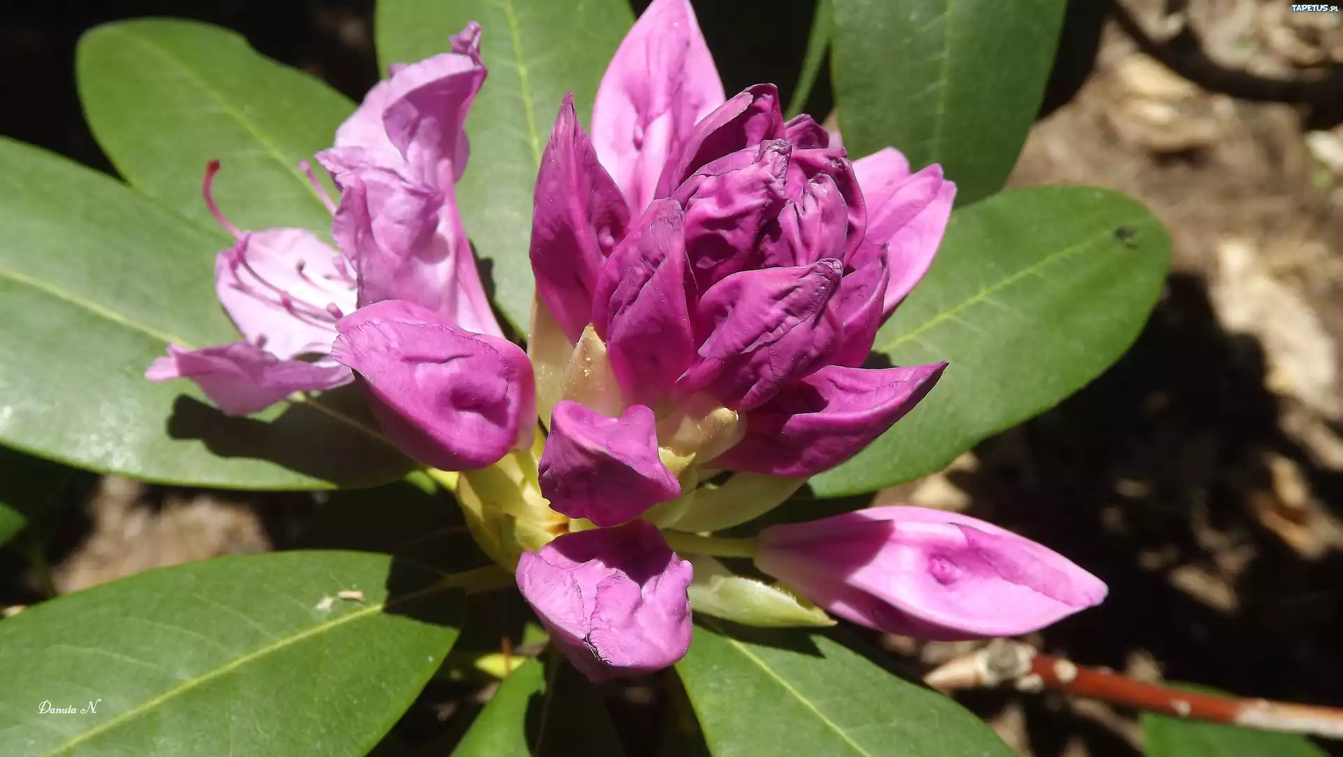 Rododendron, Różowy, Liście