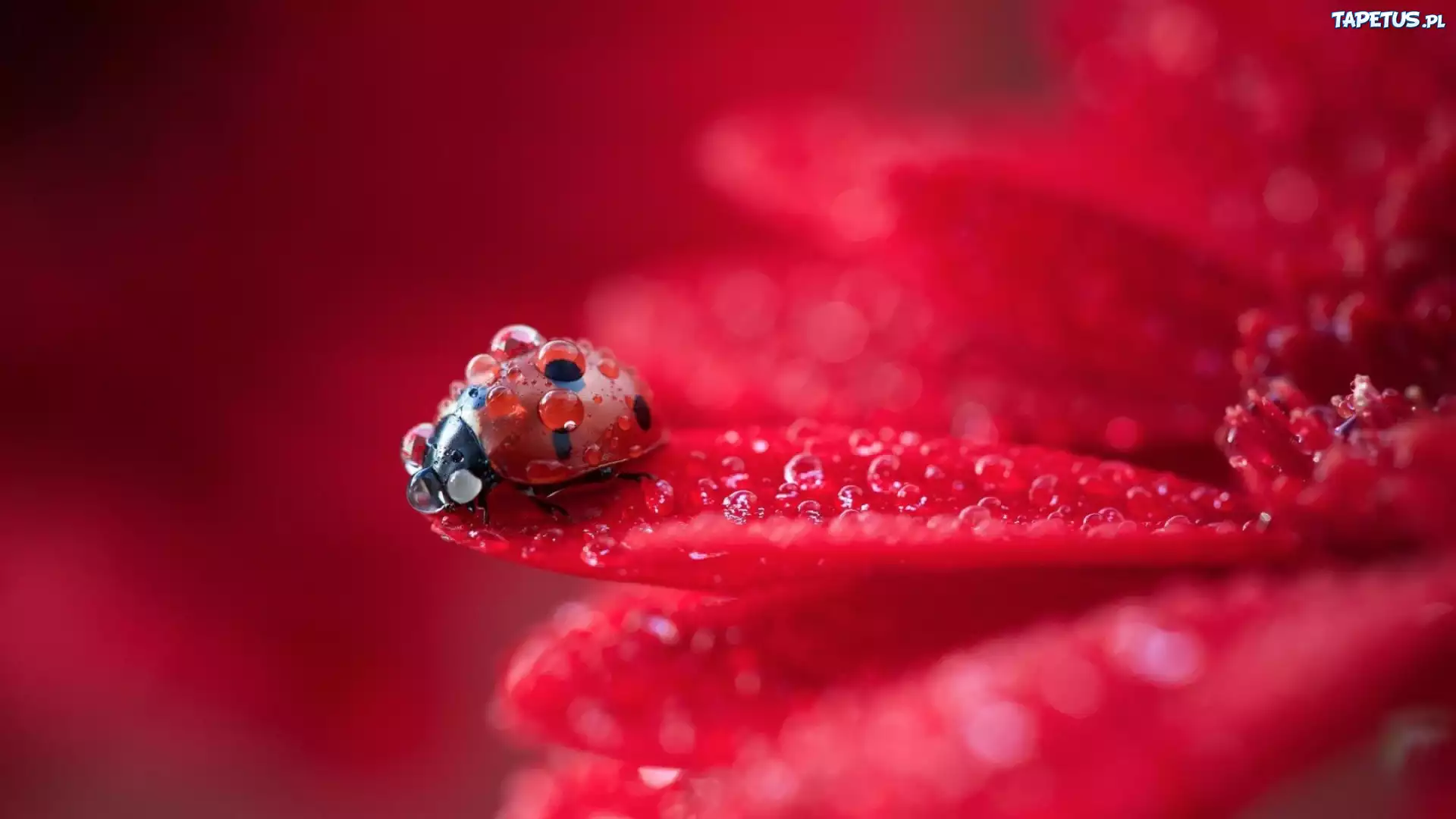 природа макро роса вода капли божья коровка nature macro Rosa water drops God ladybug бесплатно