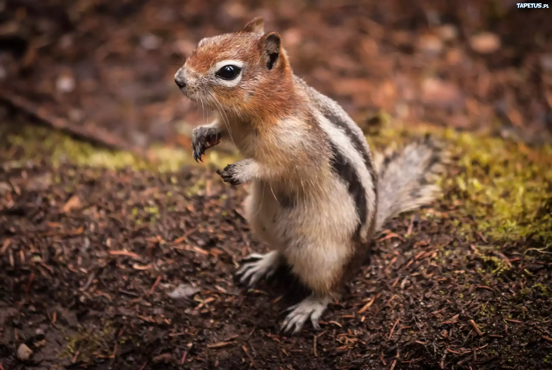 Wiewiórka, Chipmunk, Łapki