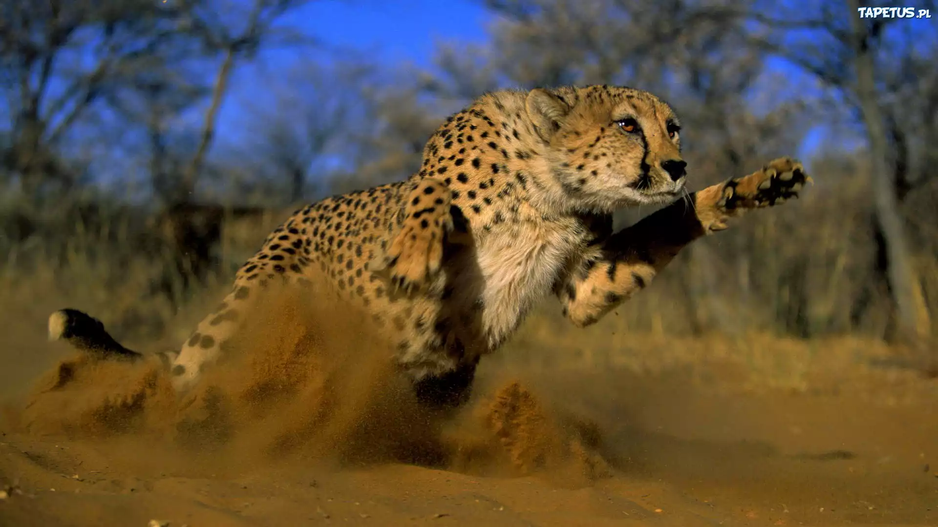 Gepard, Bieg