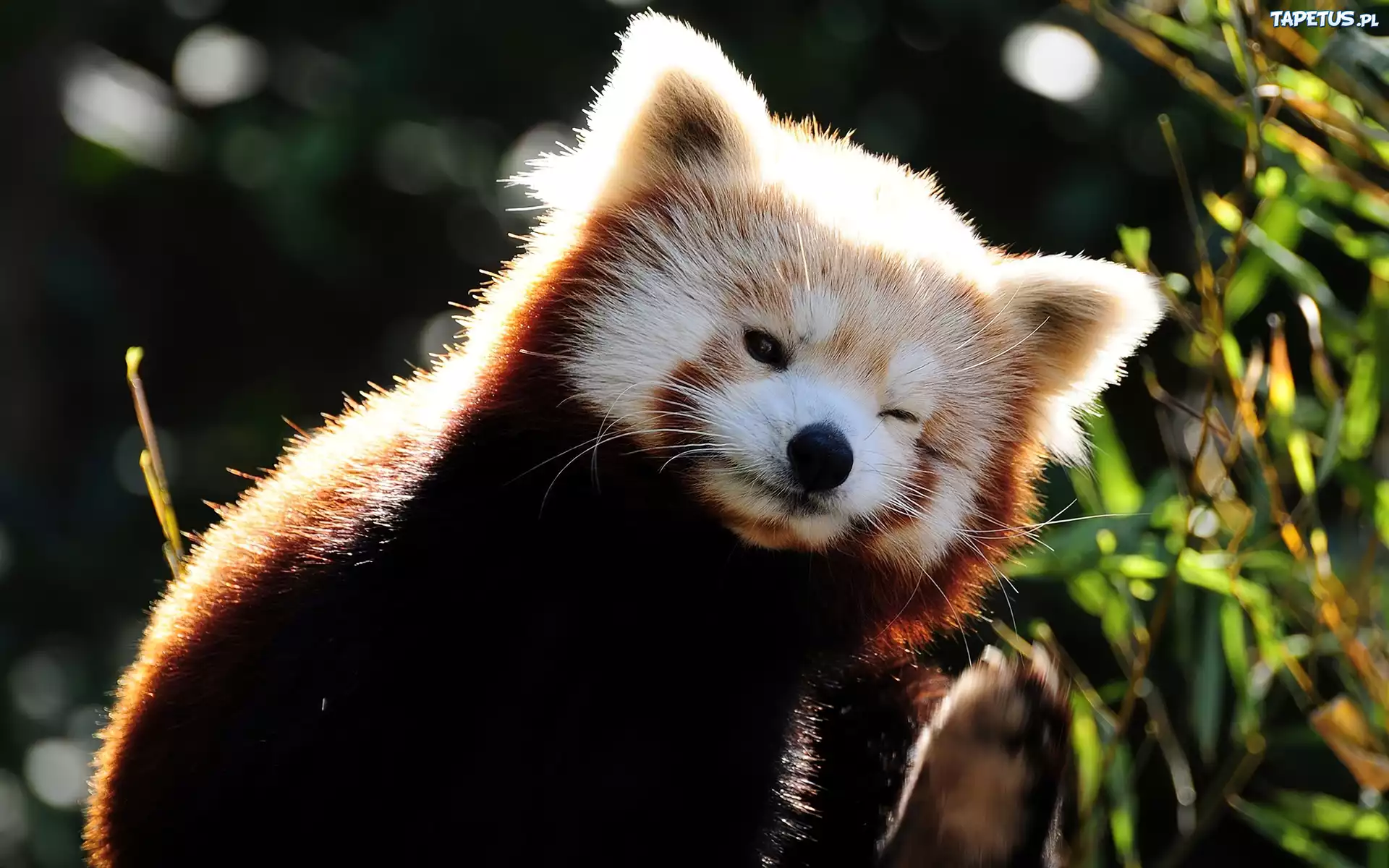 Czerwona, Panda, Przymknięte, Oczko