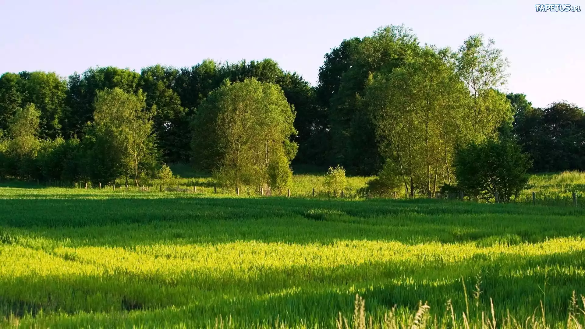 Łąka, Drzewa