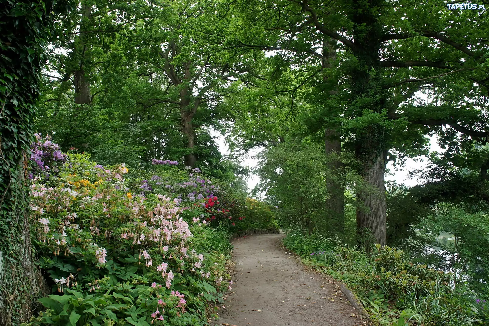 Wiosna, Park, W Grasten, Staw, Alejka, Kwitnące, Azalie