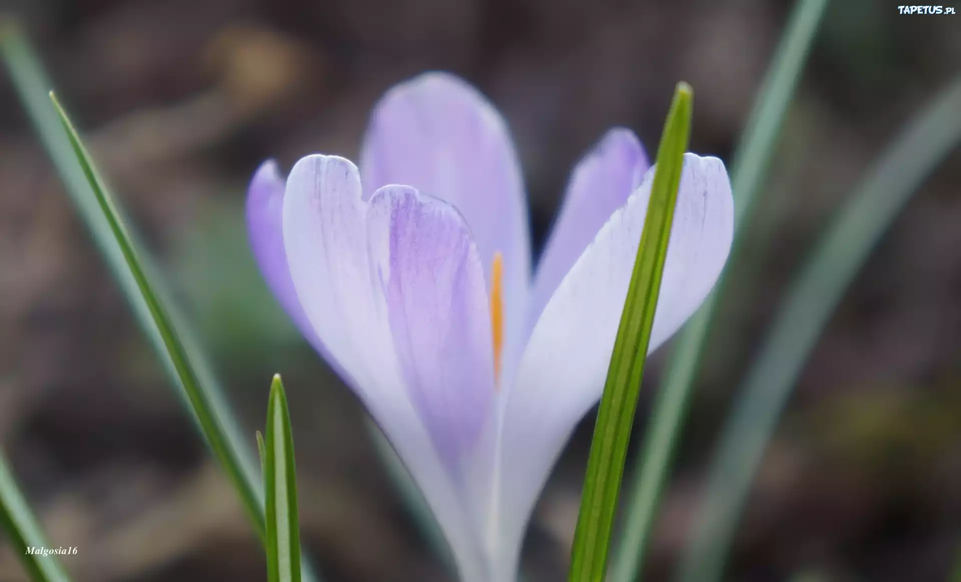 Kwiat, Krokus