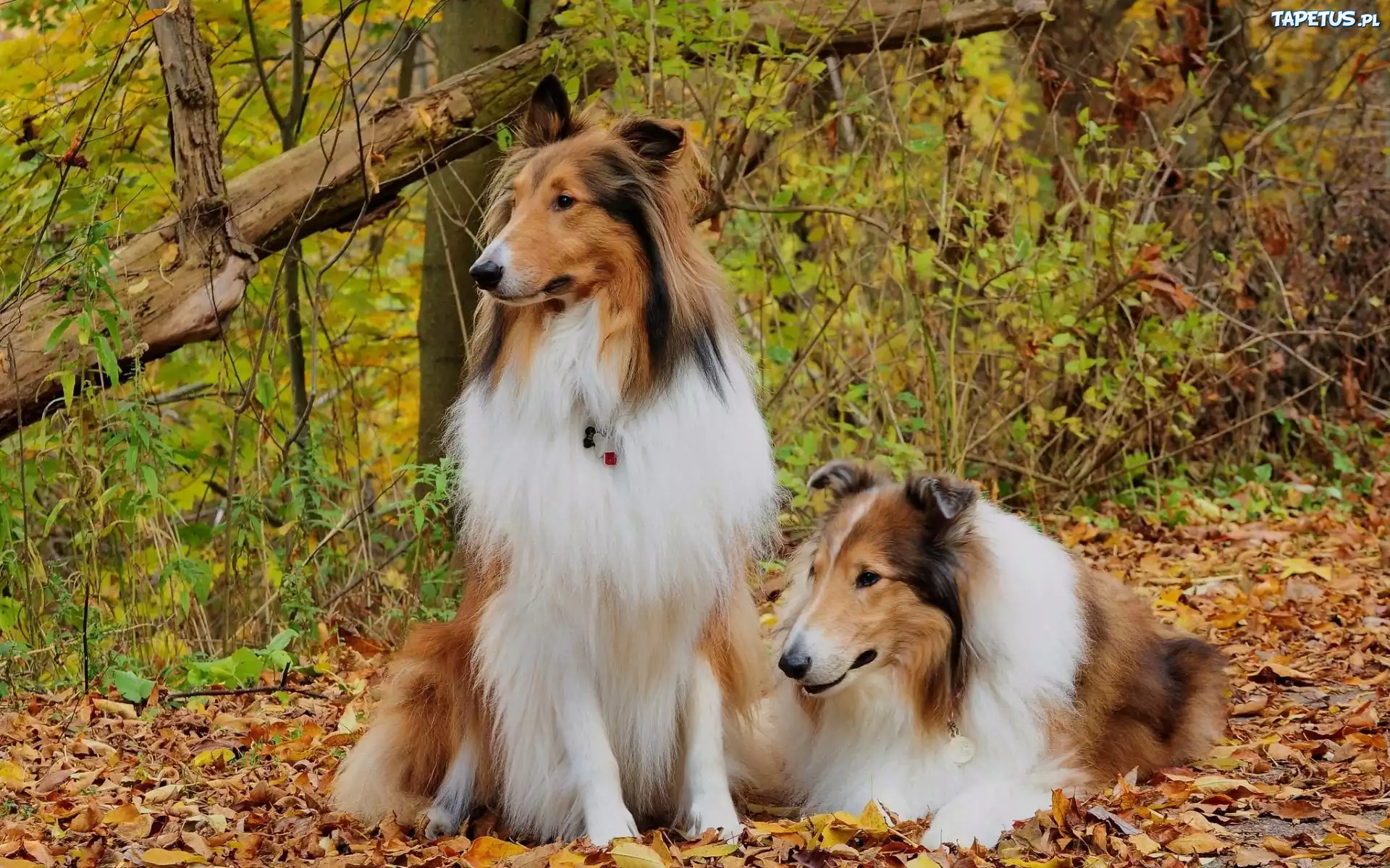 Dwa, Owczarki, Szkockie, Collie, Tricolor, Jesień