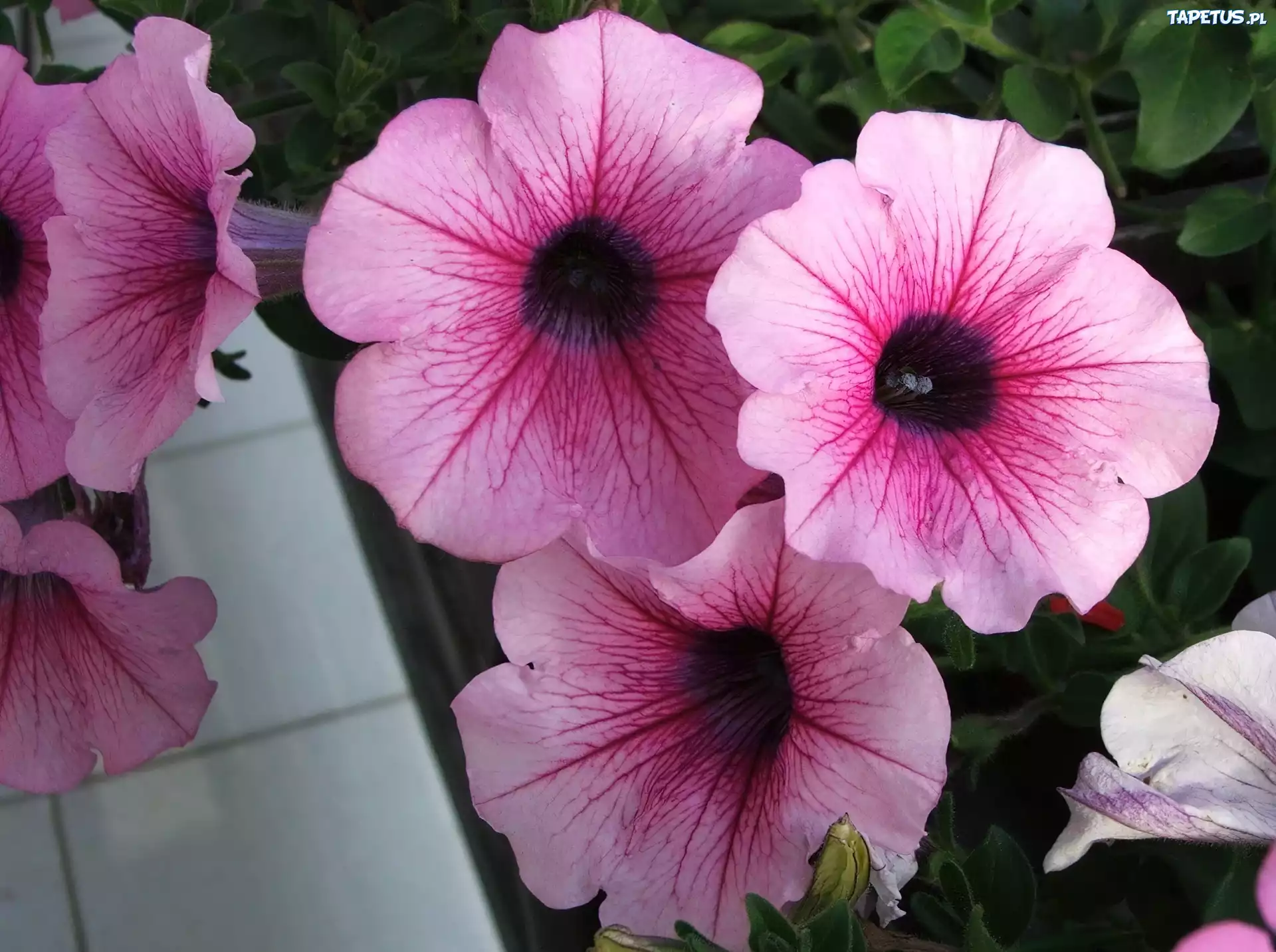Różowa, Petunia ogrodowa