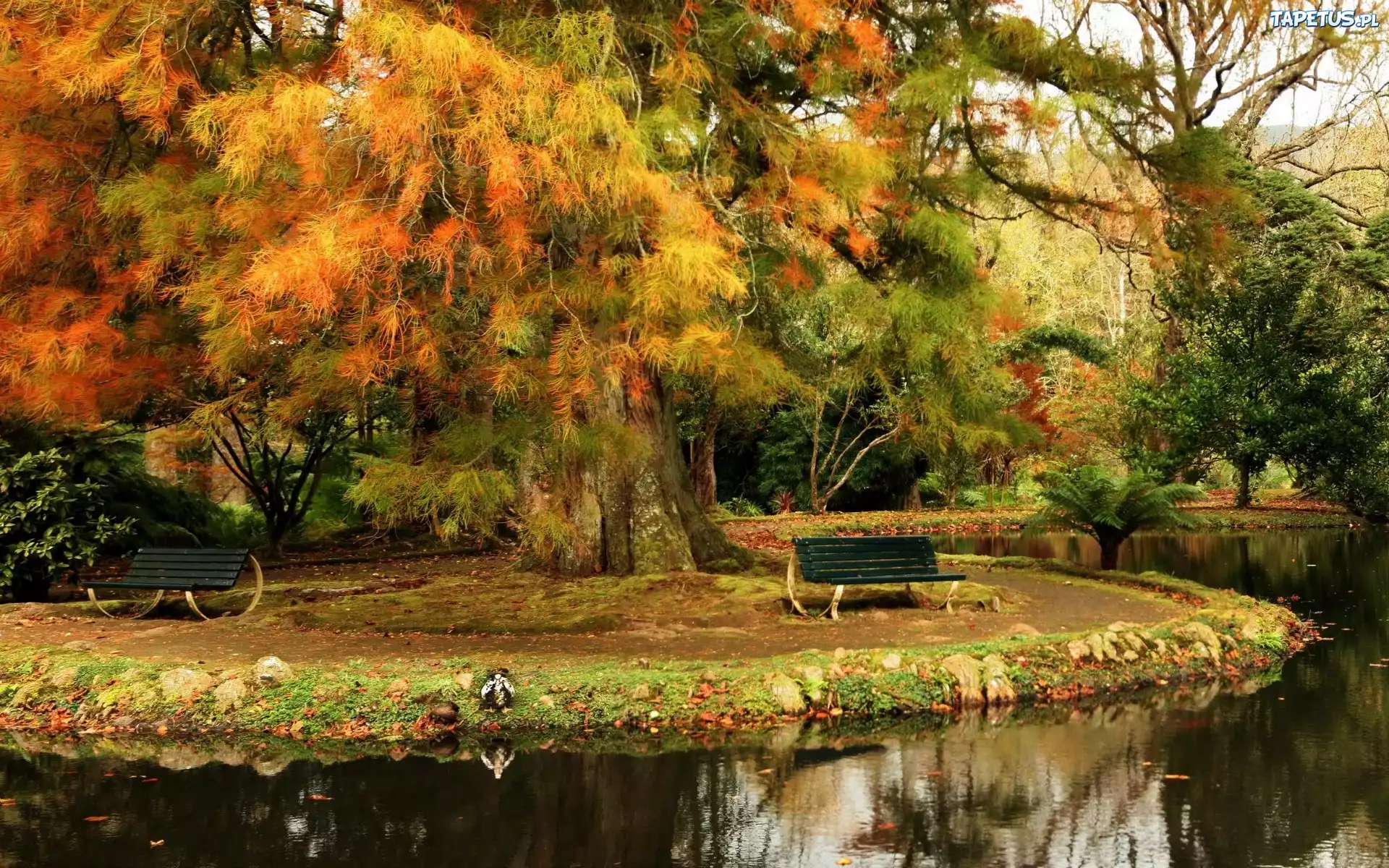 Park, Rzeka, Ławki, Drzewa, Jesień