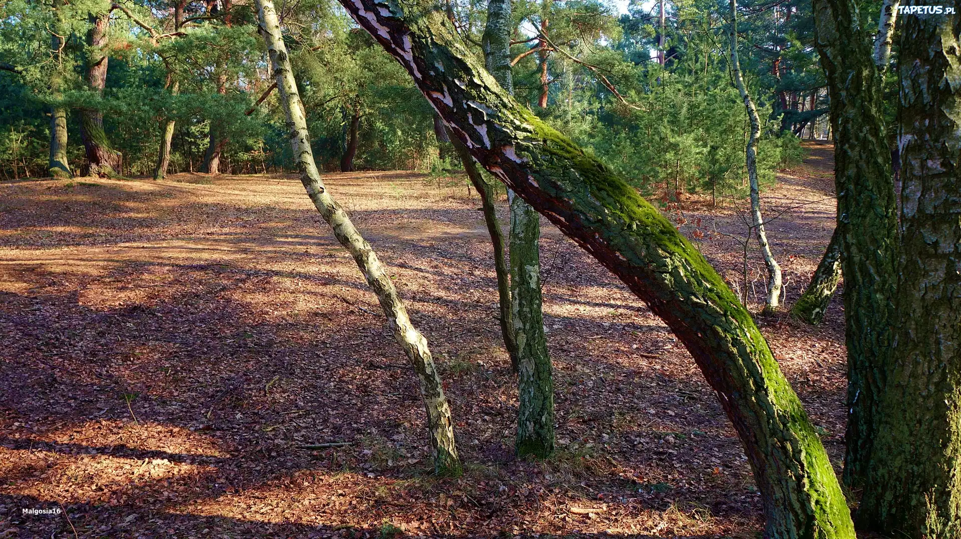 Las, Pień, Mech, Drzewa