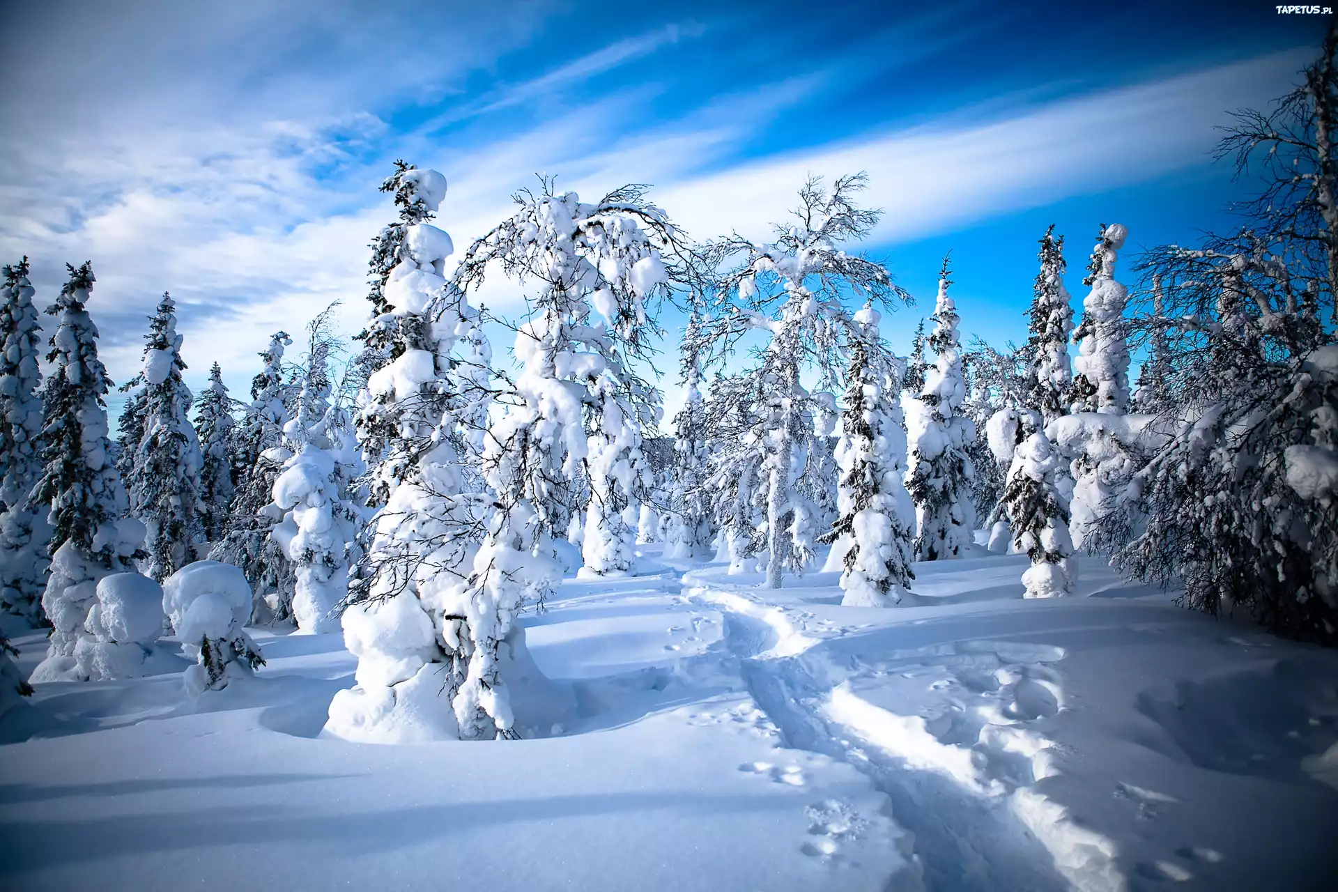 Зимняя сказка. Заснеженный лес Финляндия. Сказочный зимний лес. Сказочный лес зимой. Сказочная природа зима.