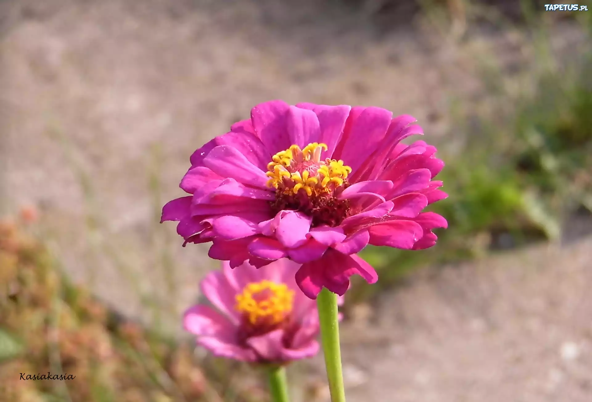 Różowa, Cynia
