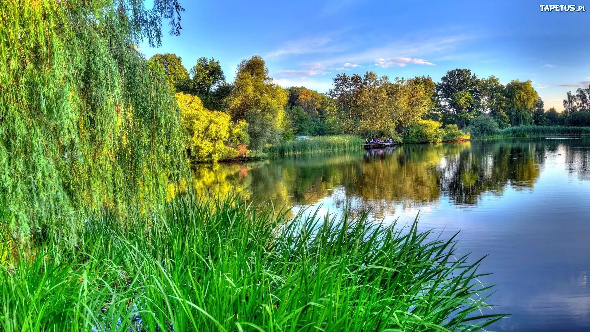 Jezioro, Las, Trawa