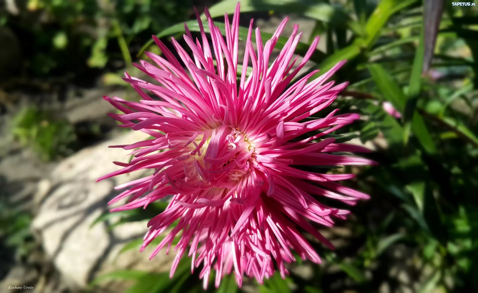 Różowy, Aster