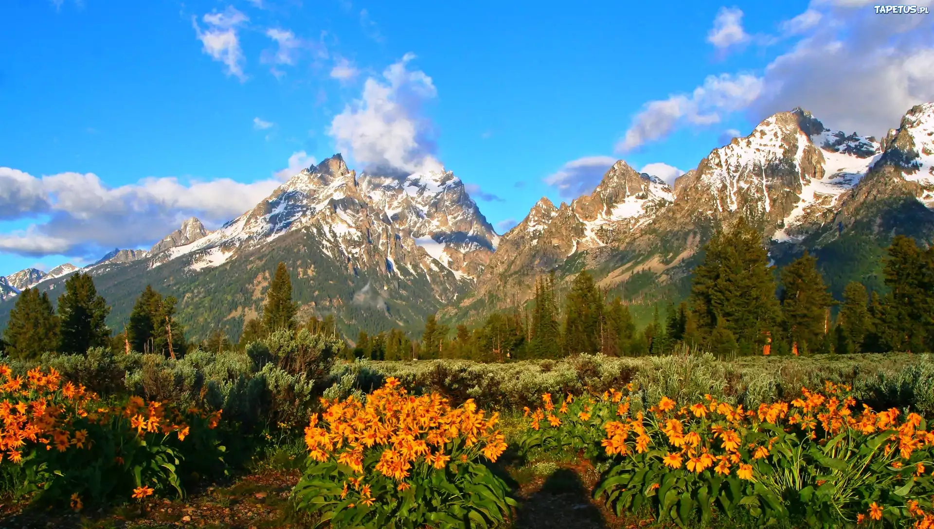 Góry, Las, Łąka, Kwiaty, Grand Teton