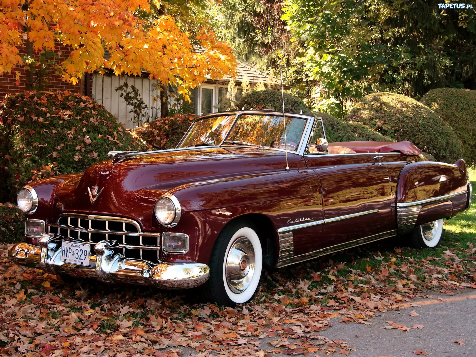 Bordowy, Cadillac