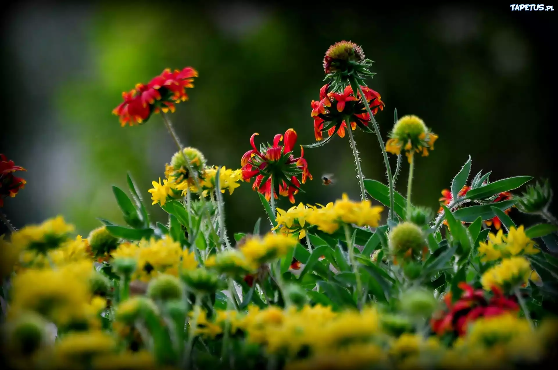 Rudbekia, Kwiaty, Łąka