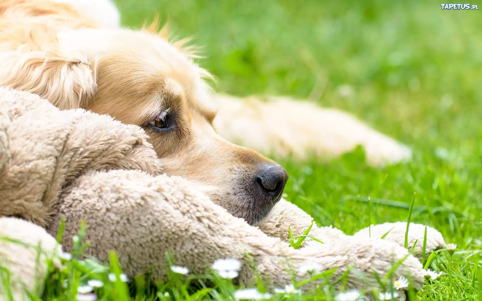 Pies, Łąka, Włochacz, Golden Retriever
