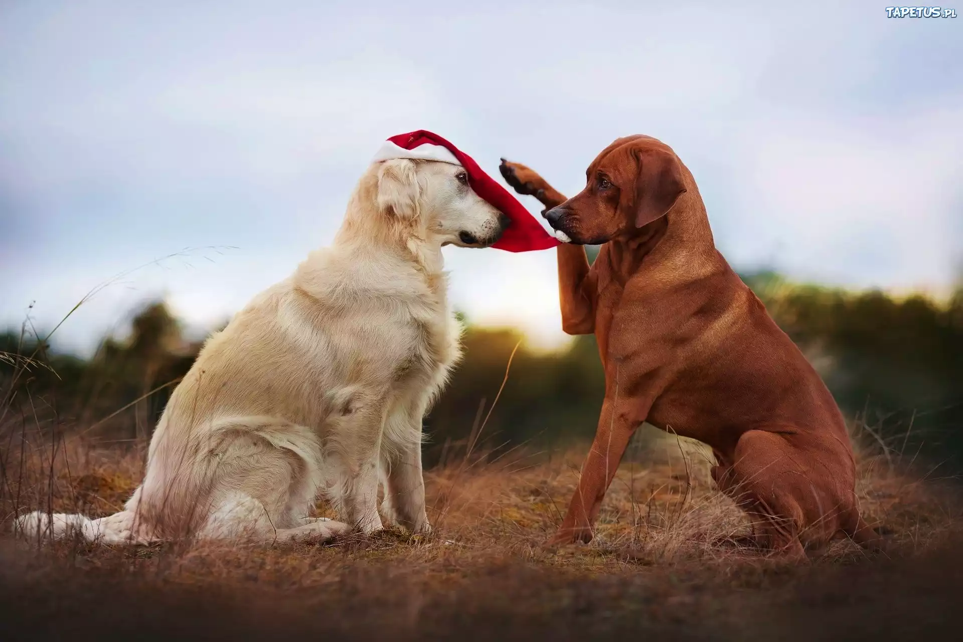 Dwa, Psy, Golden retriever, Rhodesian ridgeback, Czapka