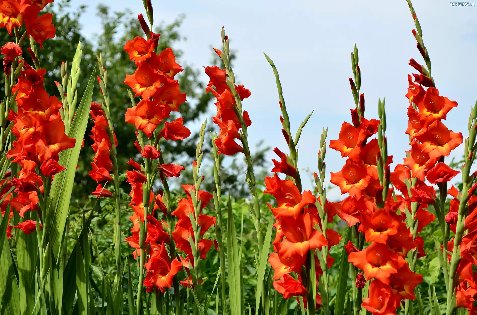 Mieczyki, Gladiole