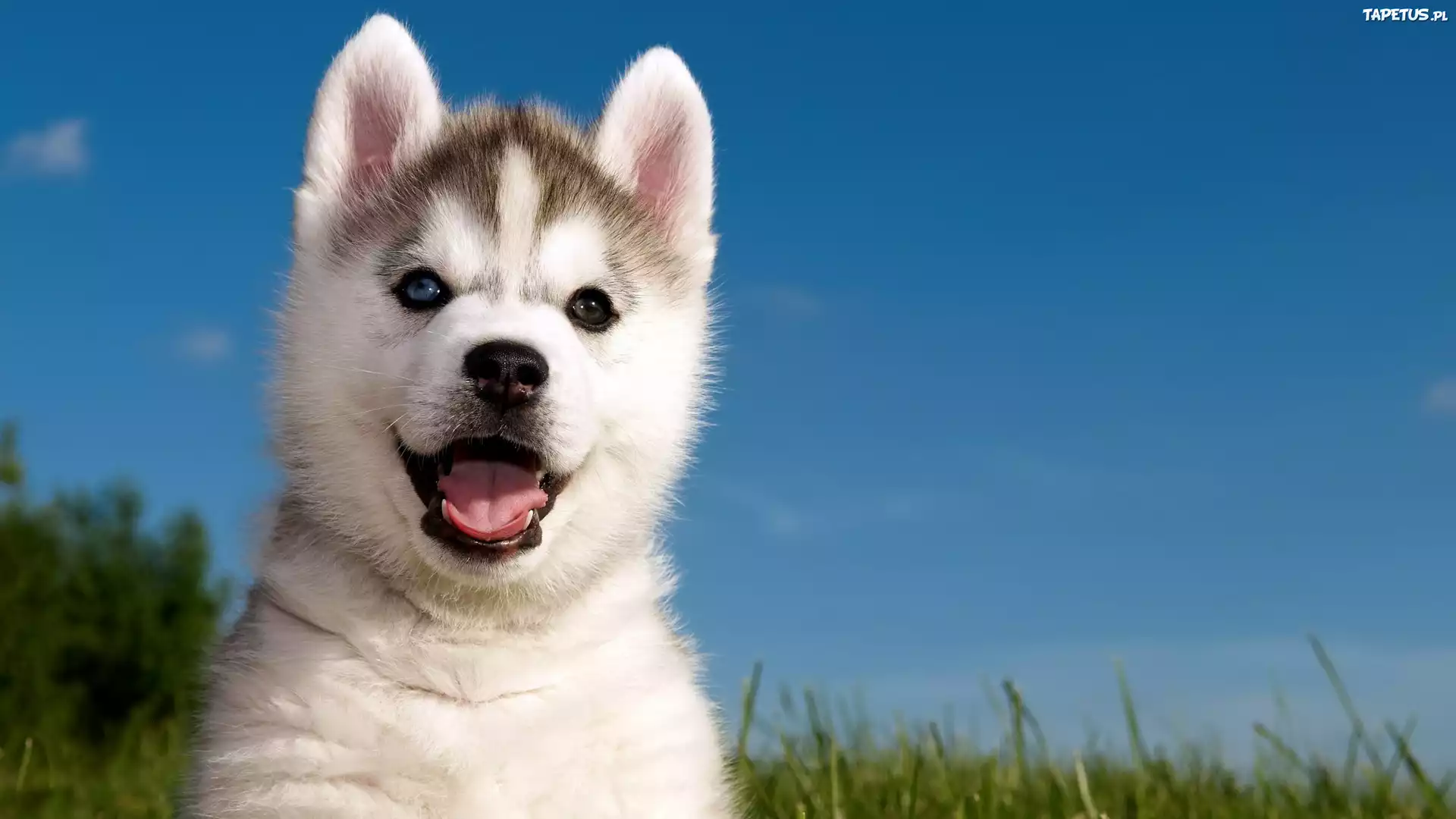 Siberian Husky, Słodki, Szczeniak