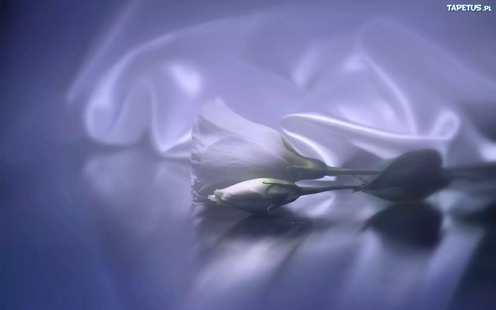Eustoma, Rozmycie