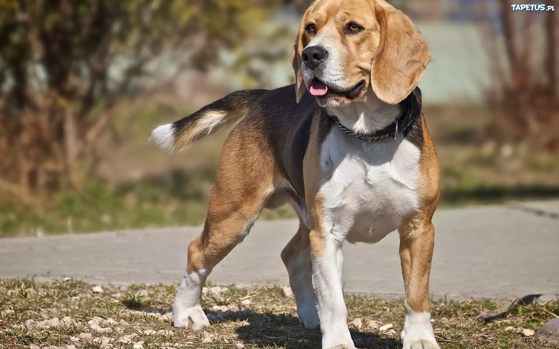 Pies, Beagle, Język