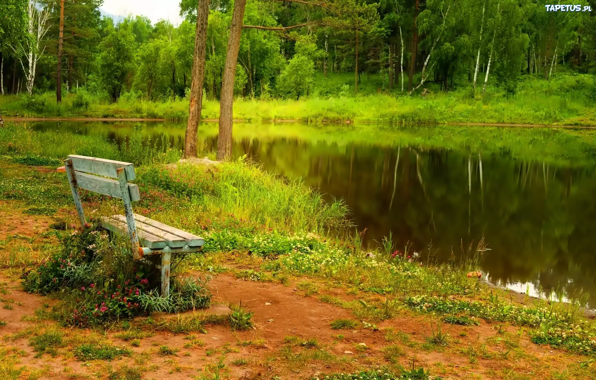 Park, Staw, Ławka
